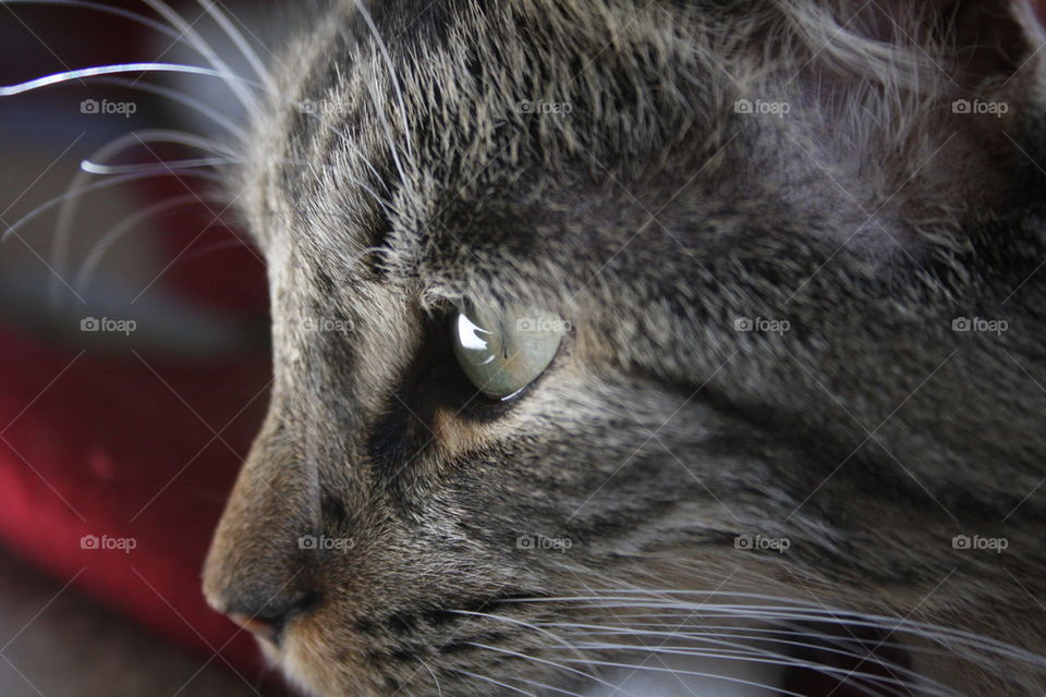Close-up gray cat