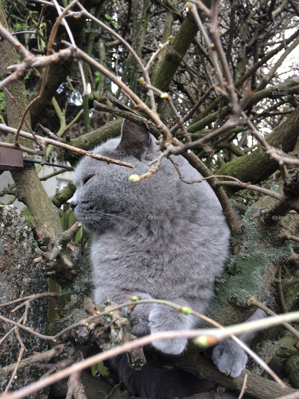 Tree cat