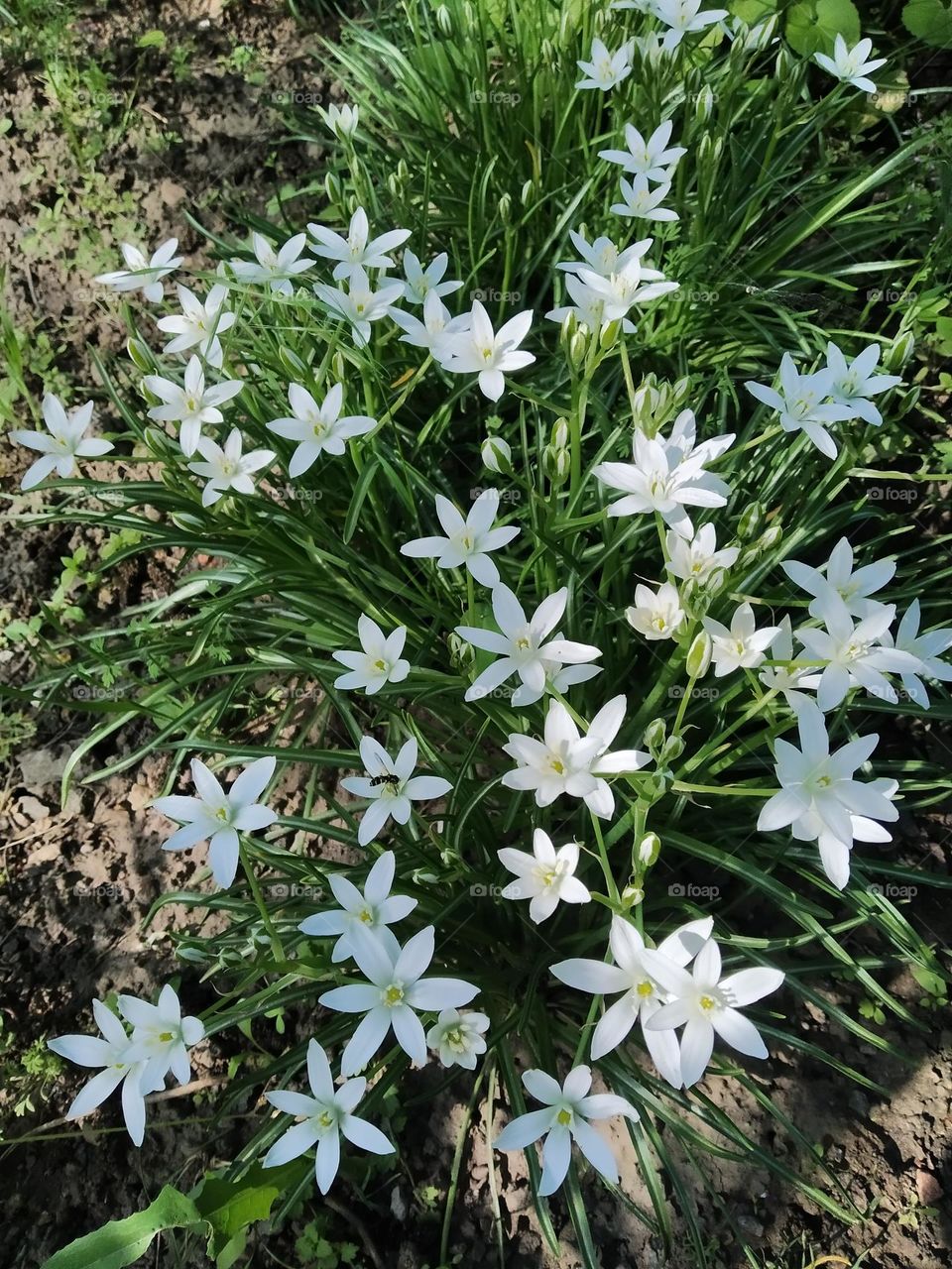spring flowers