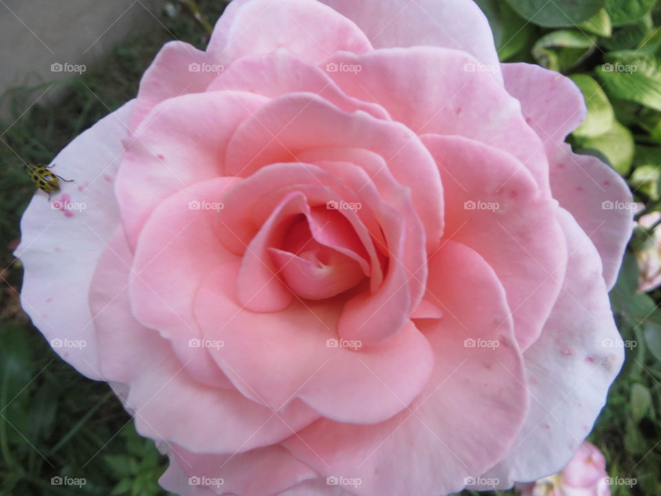 bug on pink rose