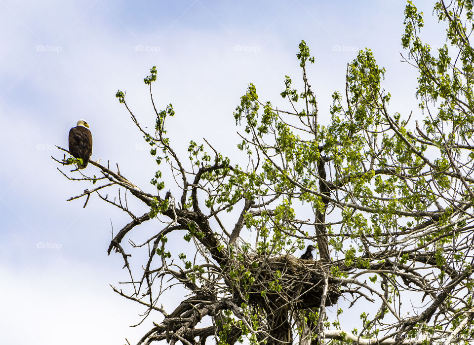 Bald Eagle looking over her eaglet