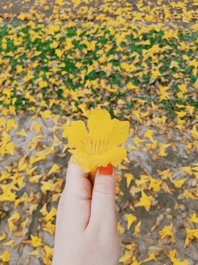 Ipê amarelo