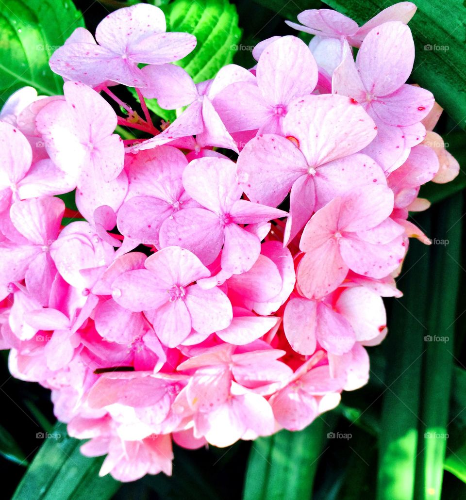 Pink Hydrangeas