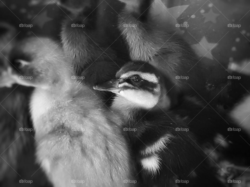 cute duckling in black and white