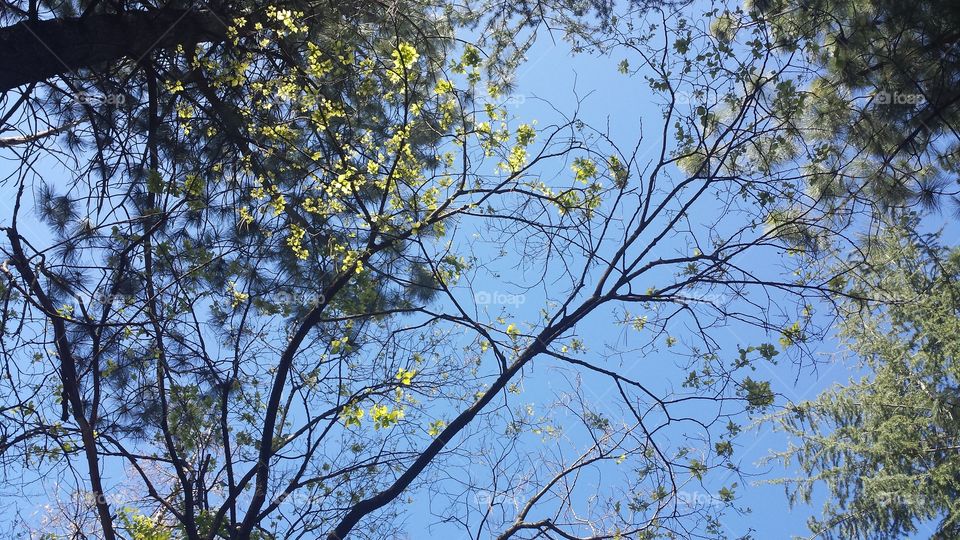 branches. picture of tree branches on a shiny day
