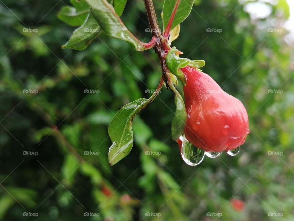 Red Pomegranate flower bud with water drops after rain
