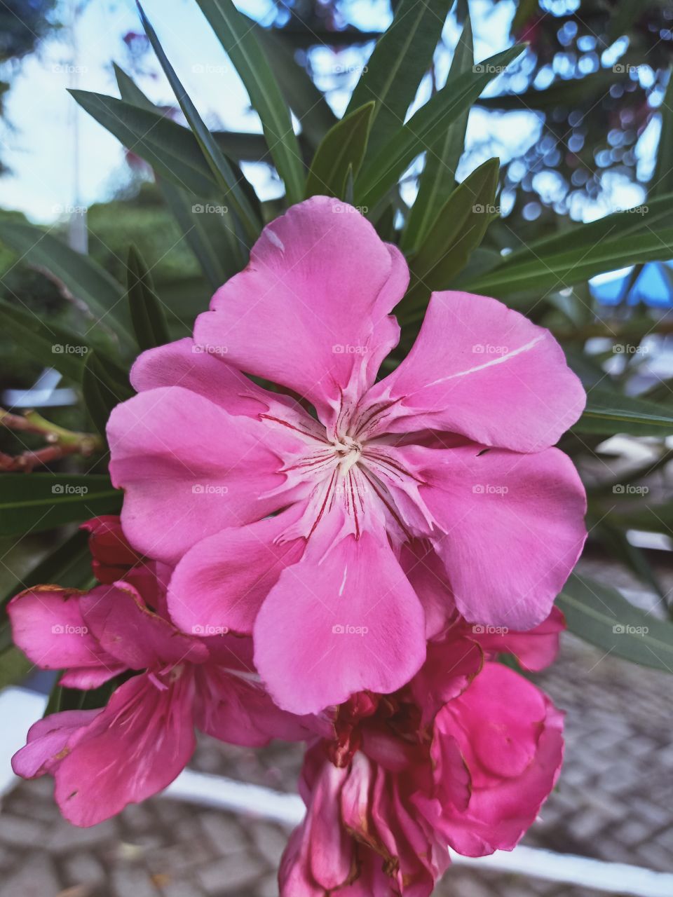 pink flower in bloom