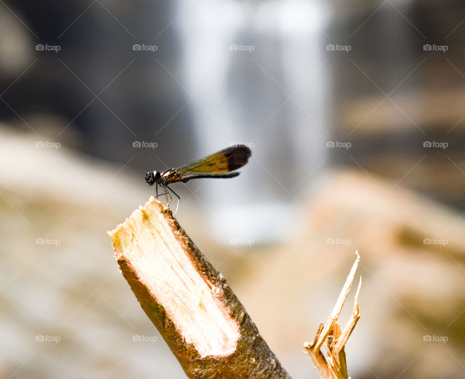 dragon fly with Waterfall in the background