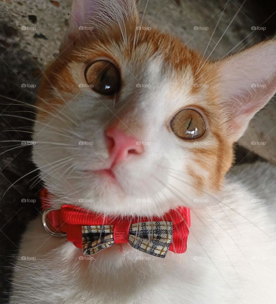 Gato con corbatín. Hermosa combinación entre ternura espectativa