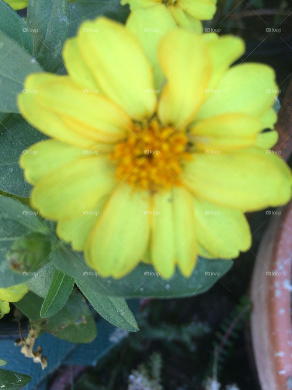 Yellow Sunflower Bloom