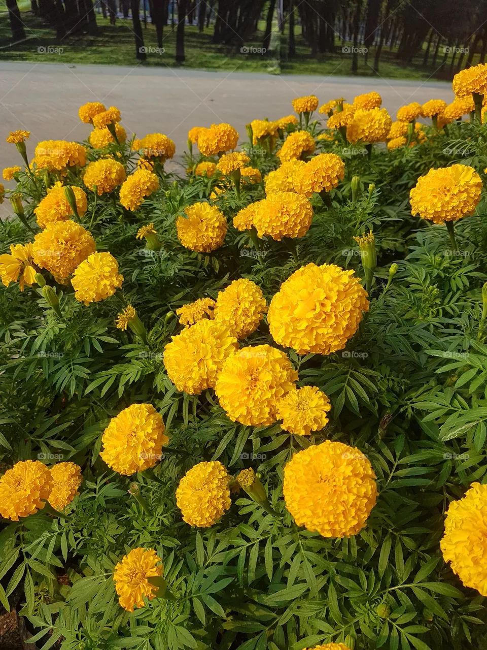 marigold