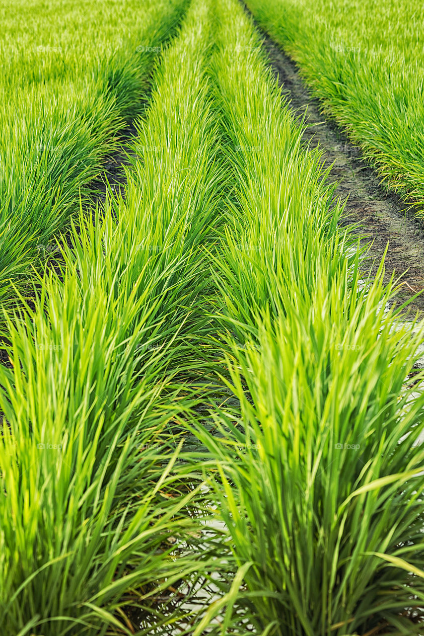 High angle view of field