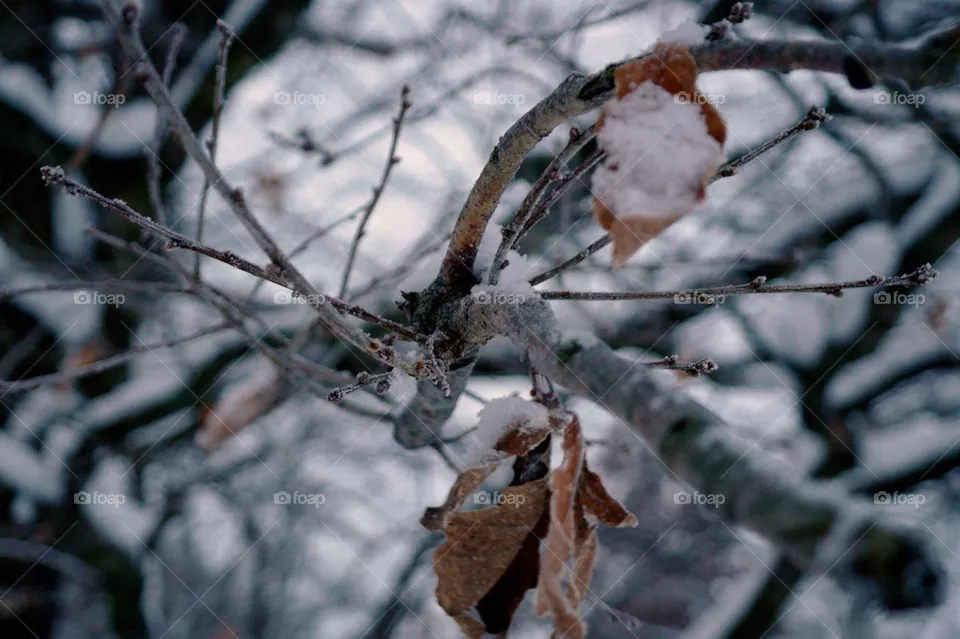 WINTER