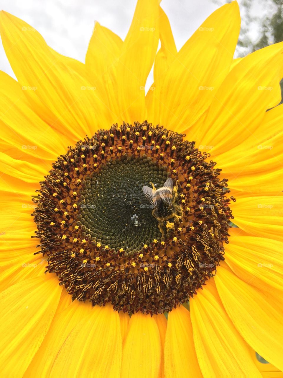 Bumblebee and sunflower 