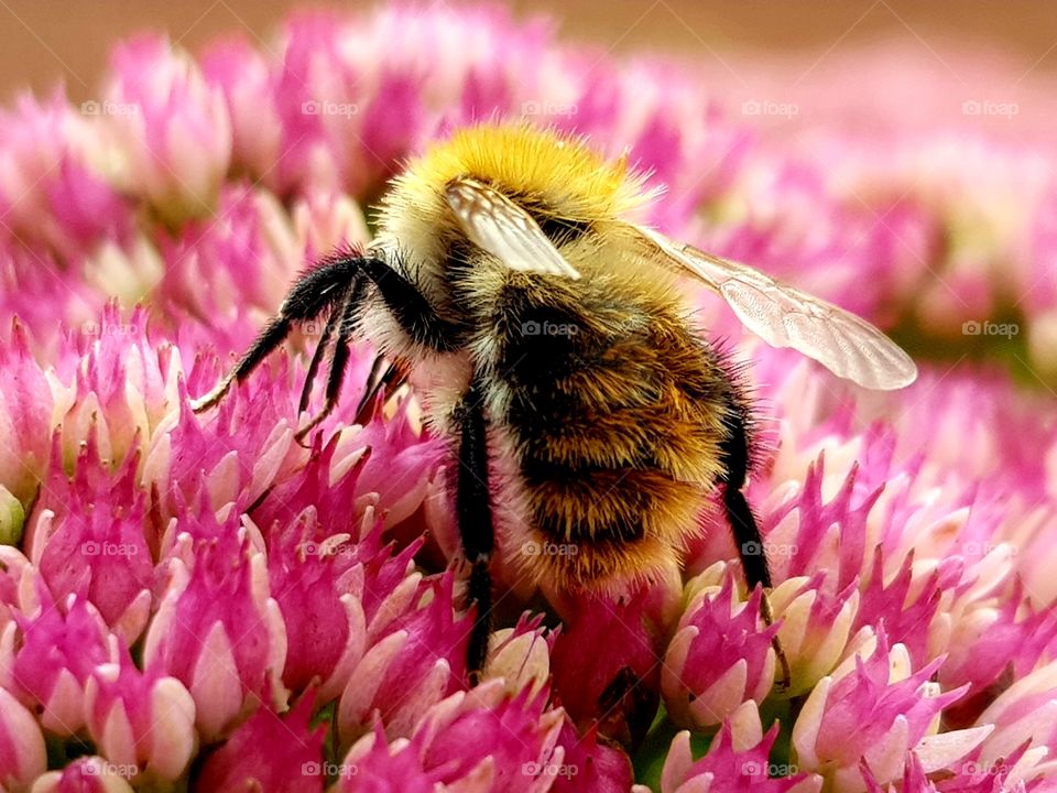 Bee on flower