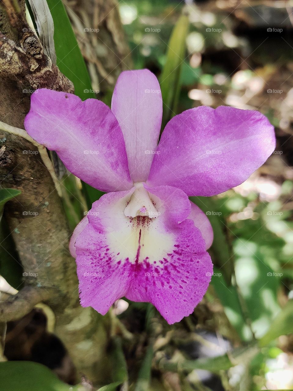 pink orchid