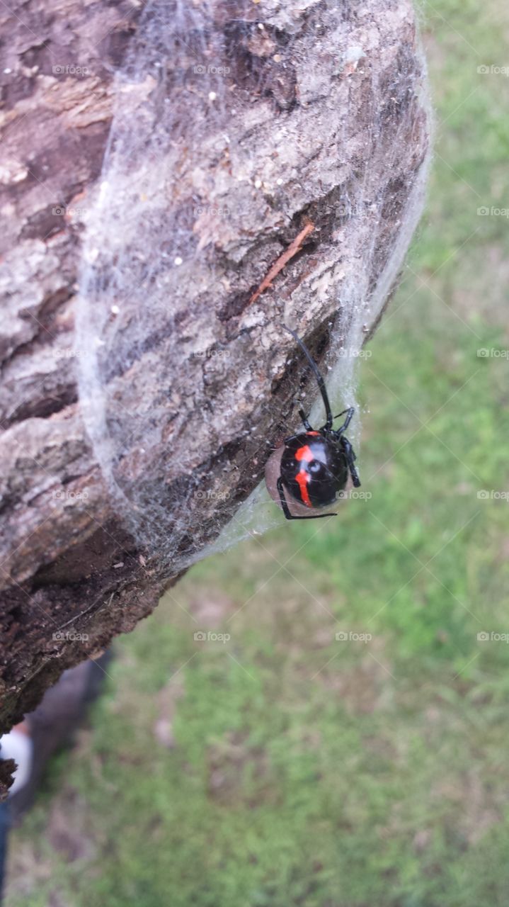 Black Widow. Fat stretched hourglass