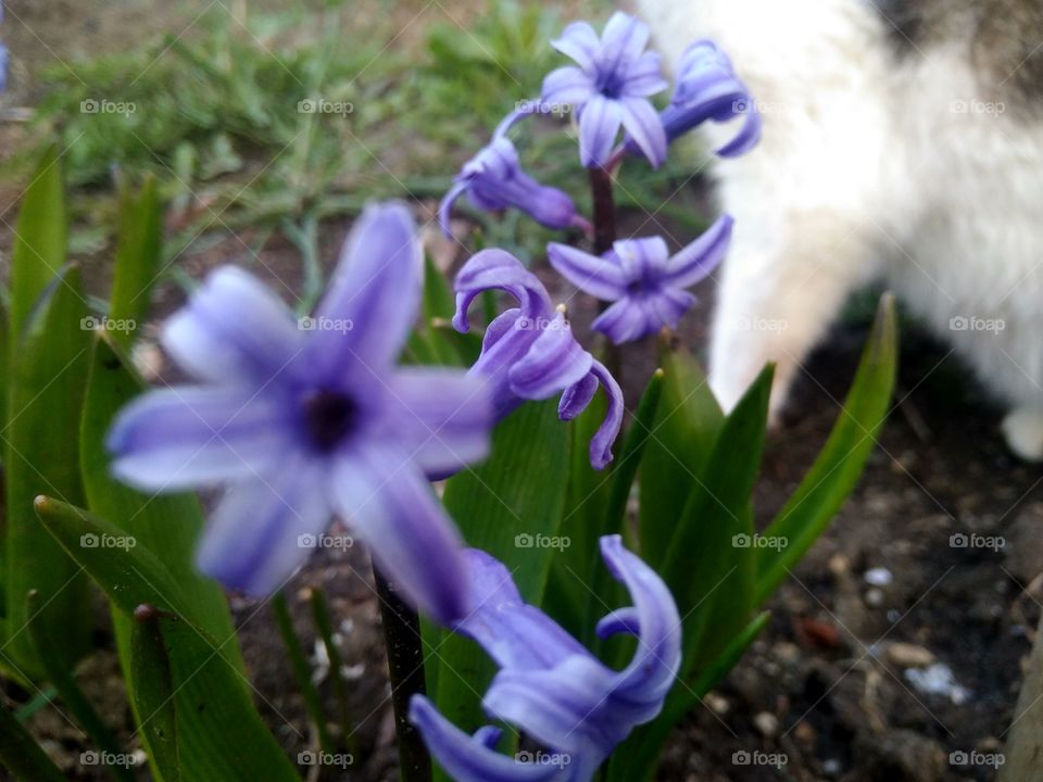 purple hyacinths in the garden