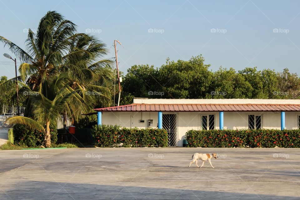 Cuban stray 