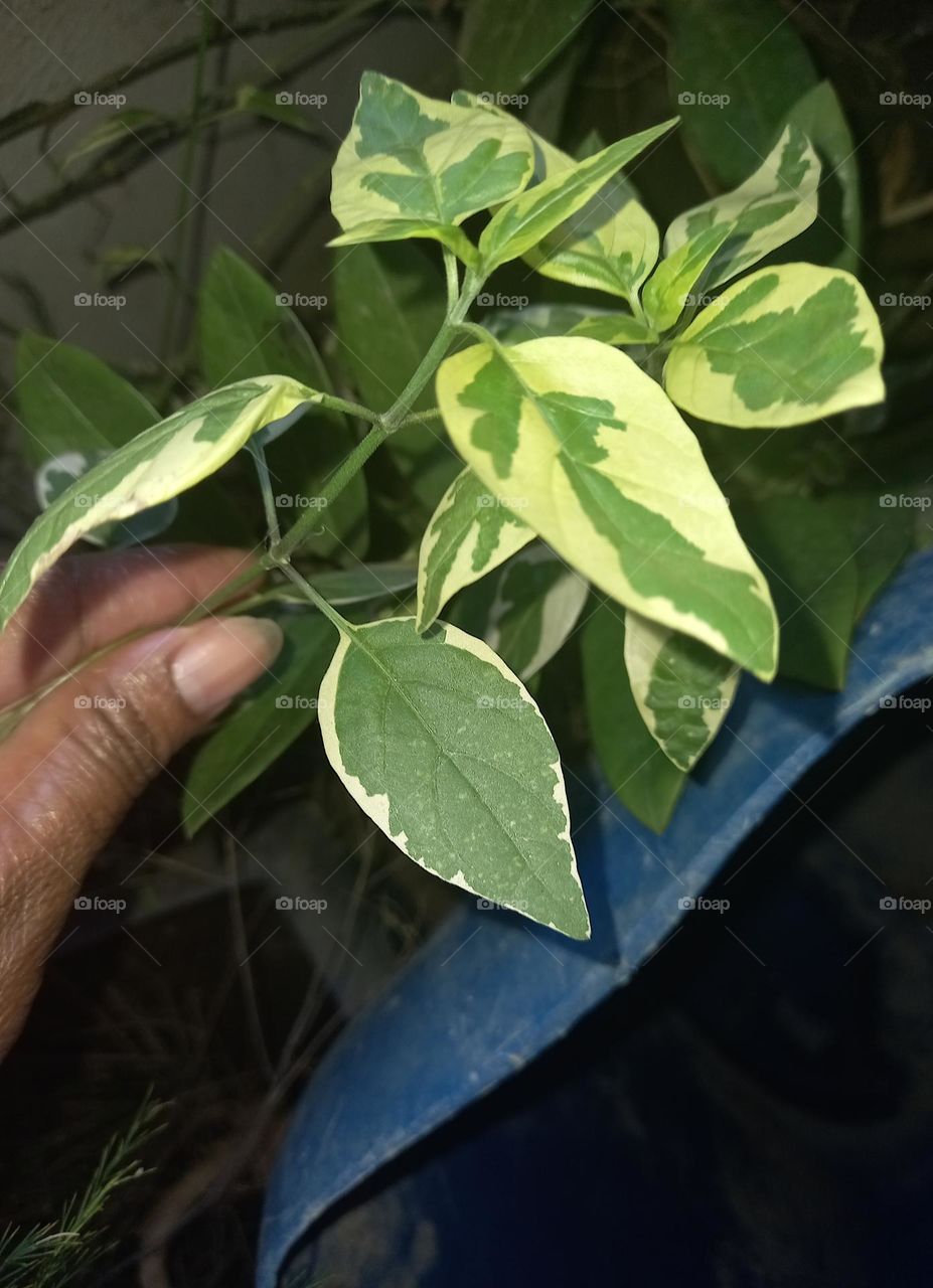 folhagens verde e branco.