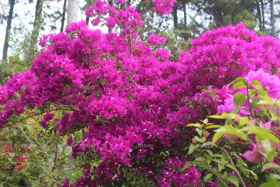 Bougenville are blooming