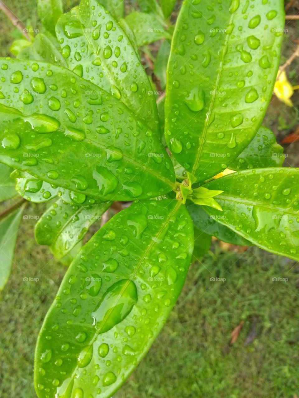 green leaves in the water drop