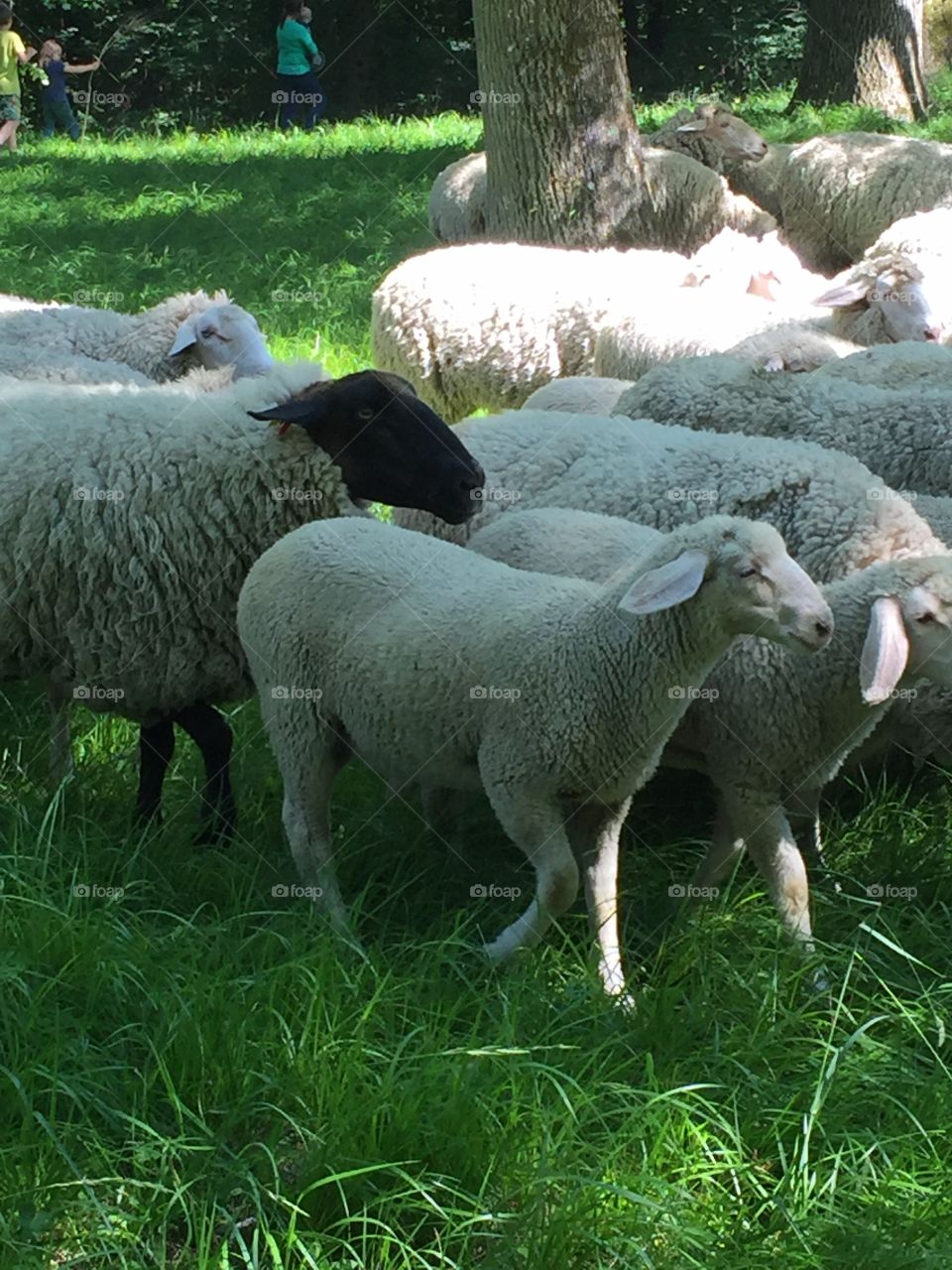 Sweet sheeps in the park
