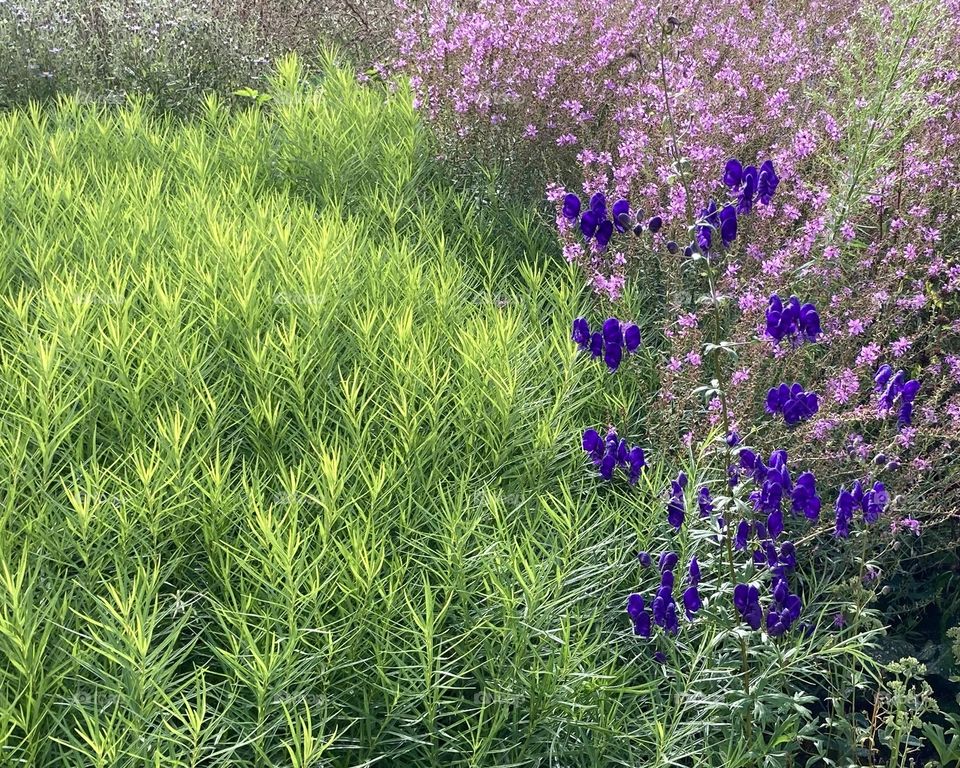 Garden flower composition