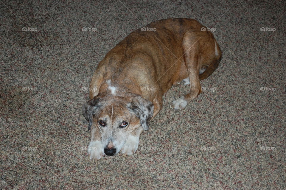 Our beloved family pet