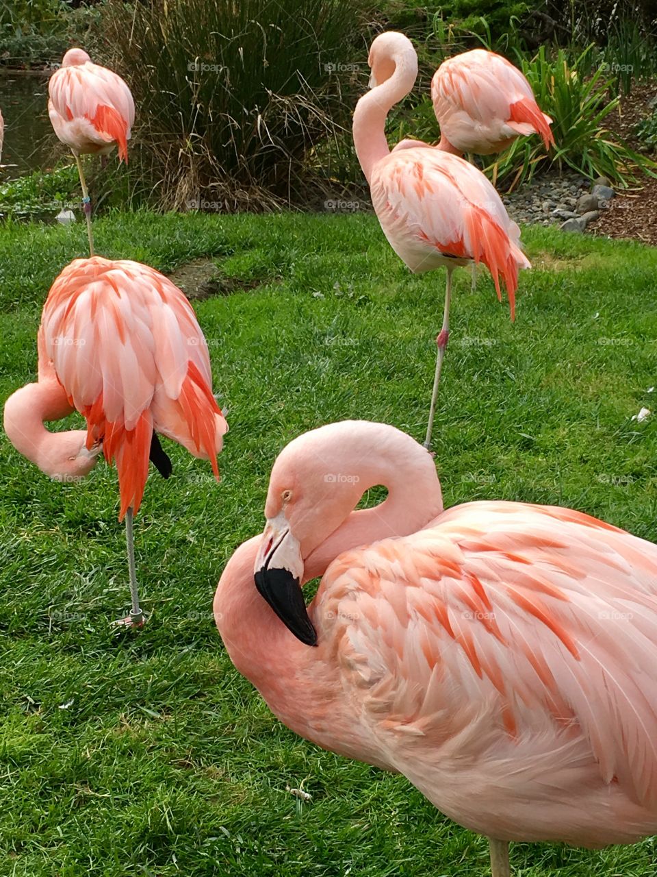 Flamingos