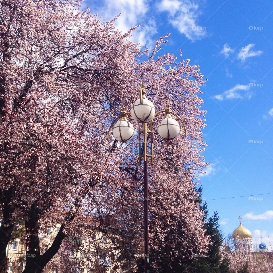 Low angle of cherry blossom