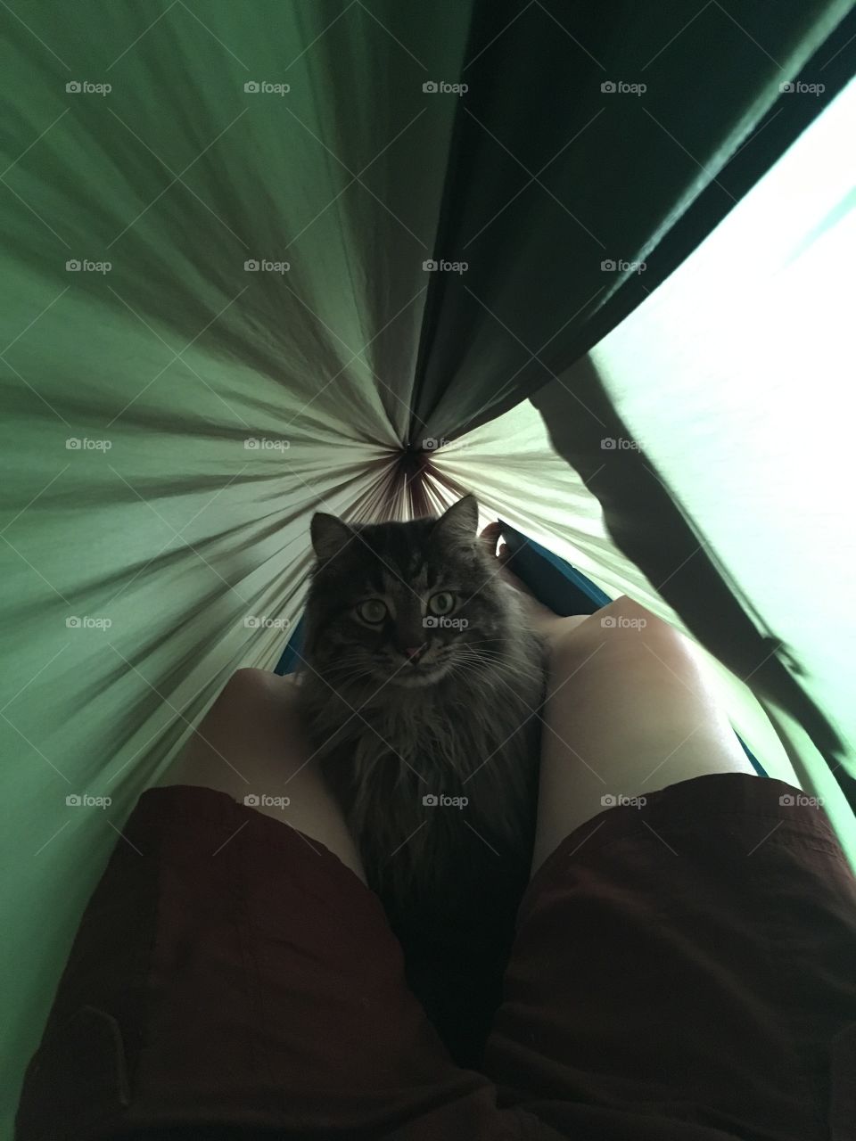 Cat loves eno hammock 
