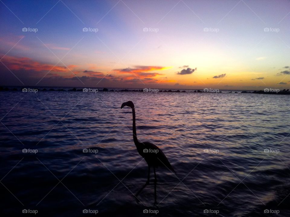 Flamingo at the beach