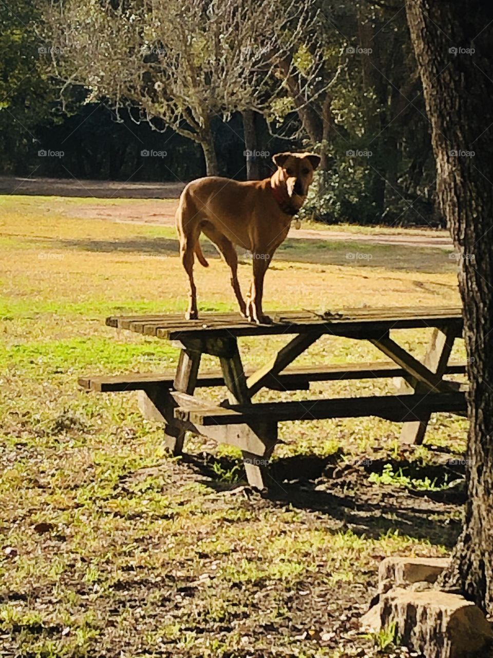 Penny on her picnic table at the Texas ranch! Rescued 4 years ago and the best dog ever!