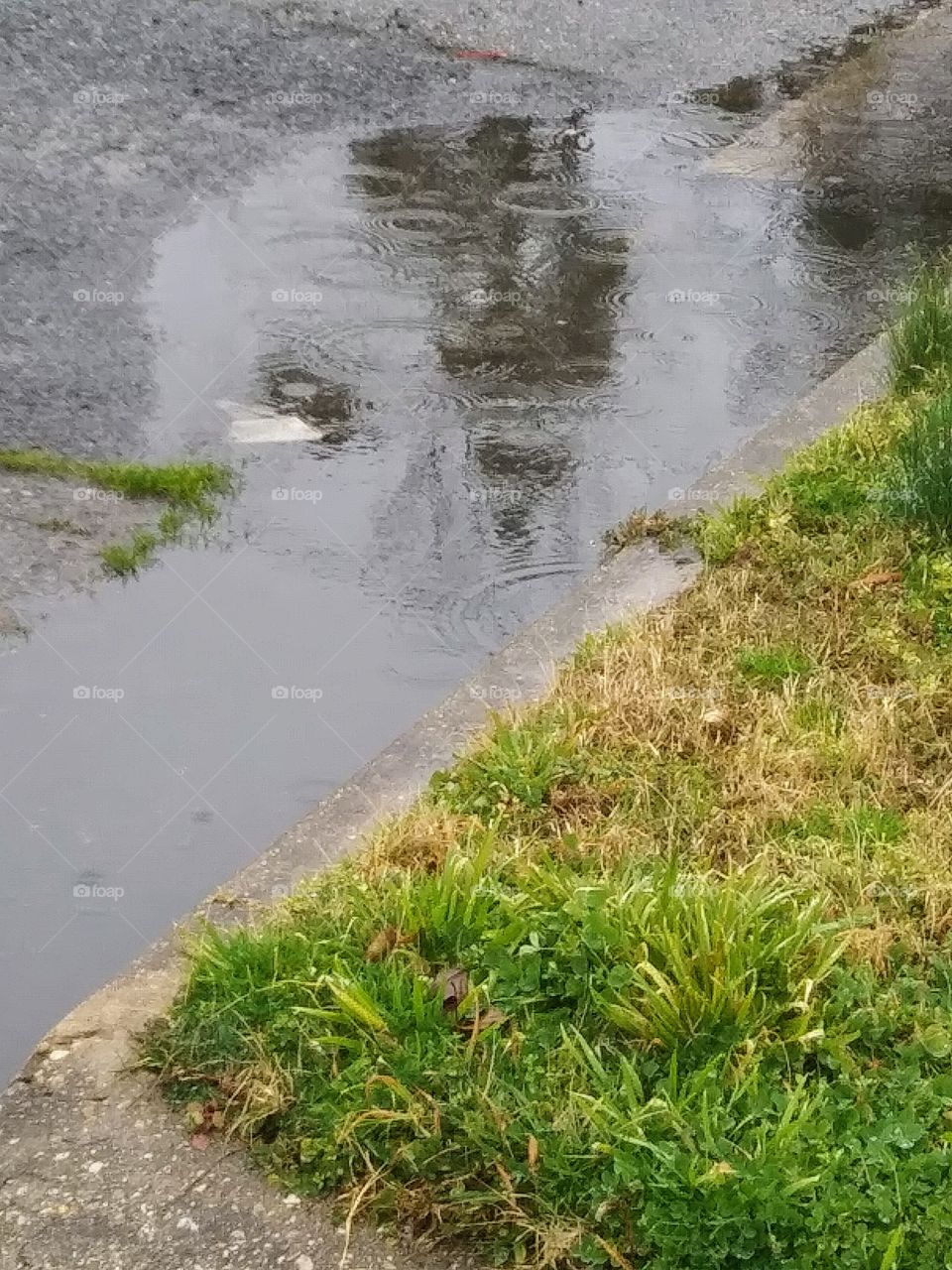 rain in a puddle