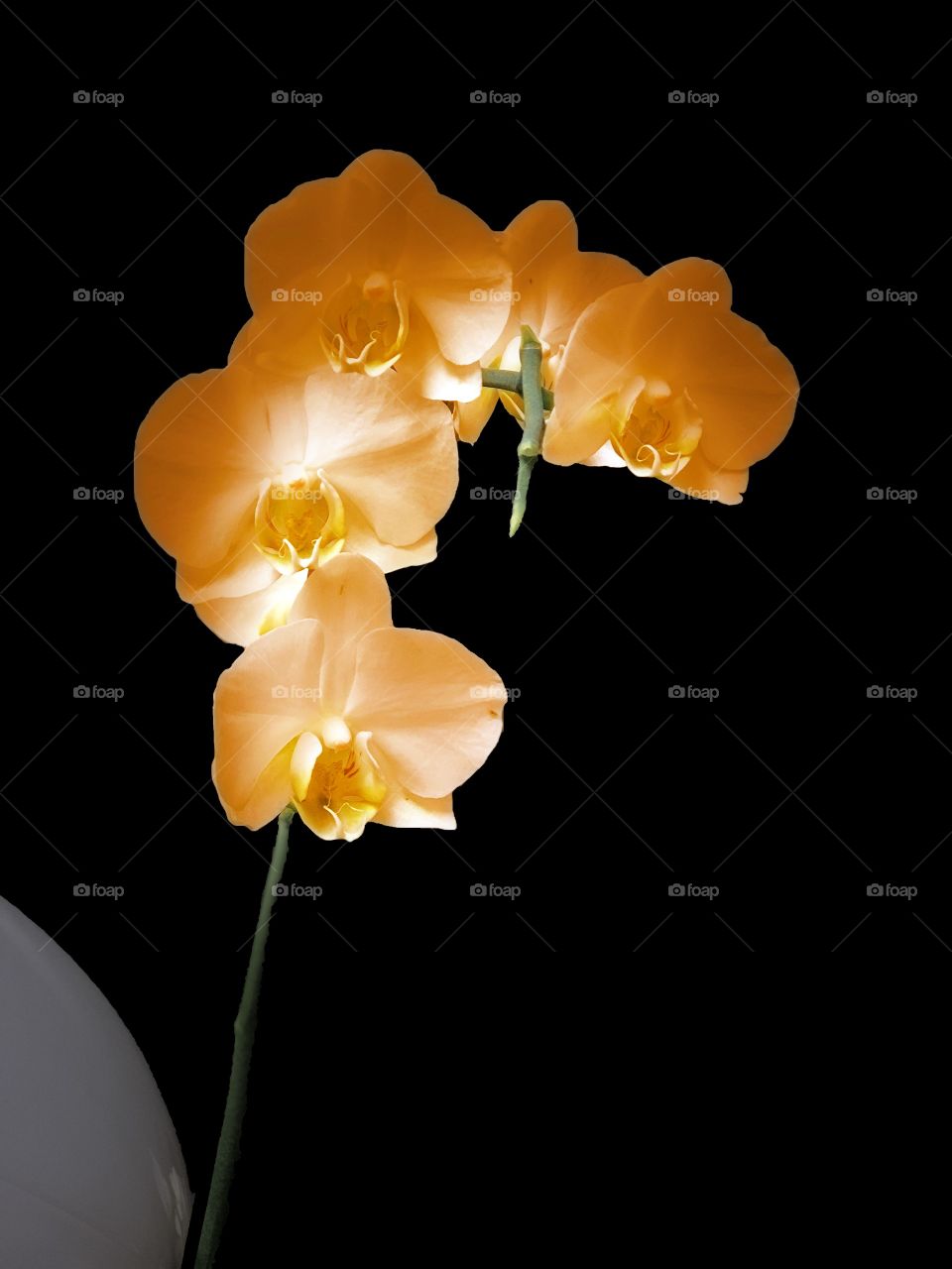 Orchidee 