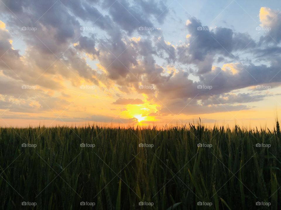 Beautiful golden hour over a wheat field in summer