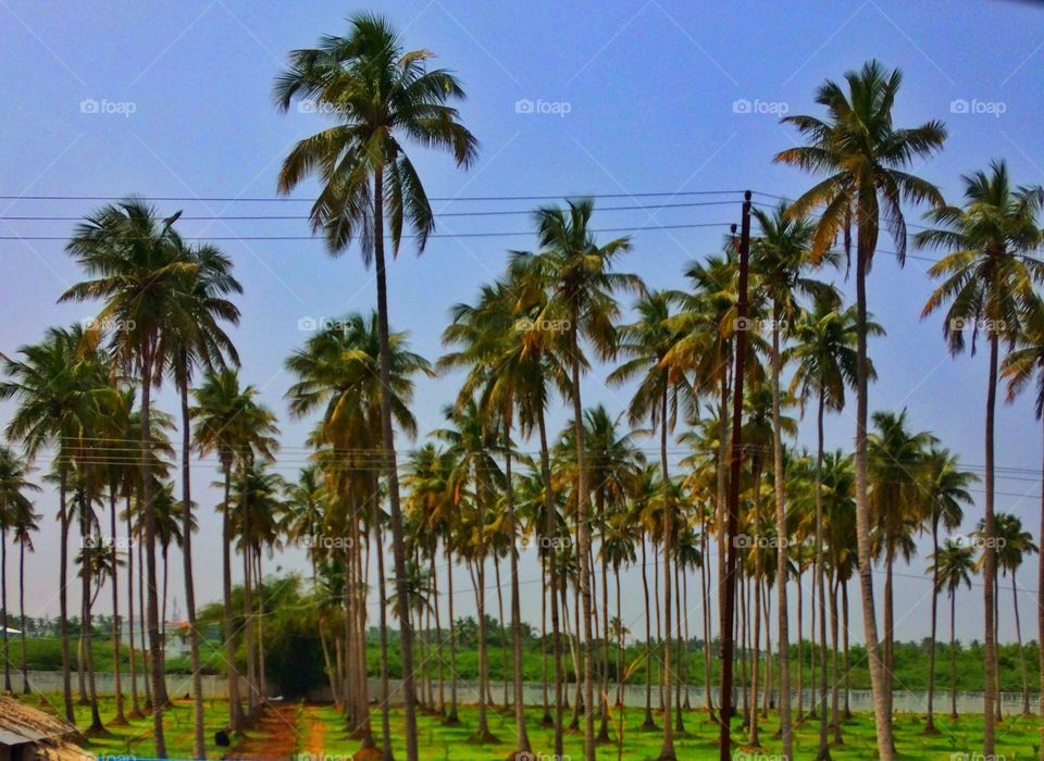 coconut palm trees 