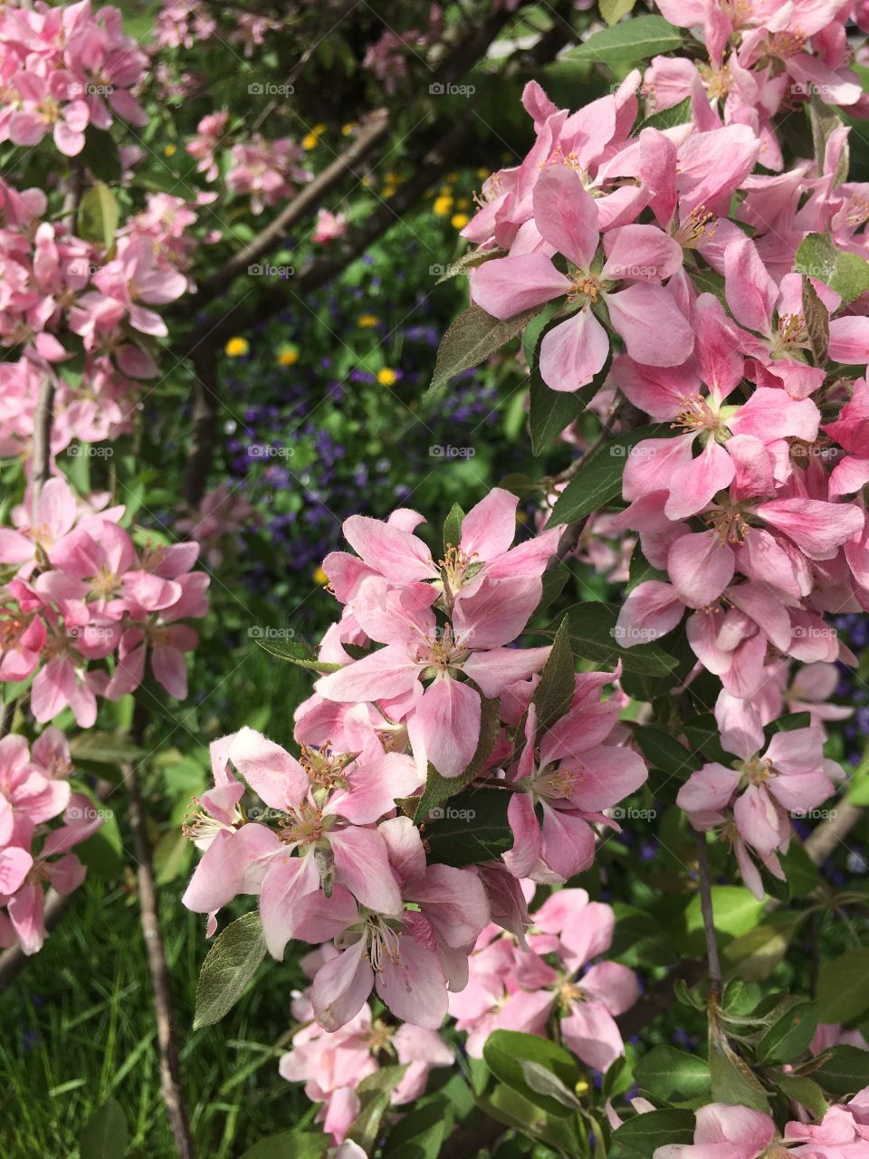 Blossoms in CT in early May