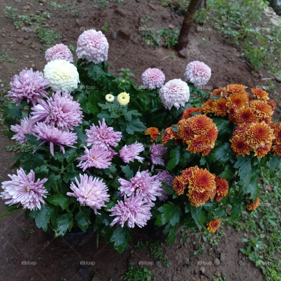 Chrysanthemum is a type of flowering plant that is often grown as an ornamental plant