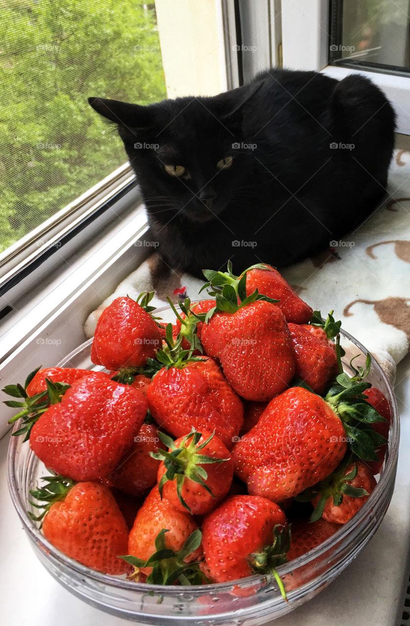 Black cat and strawberry 