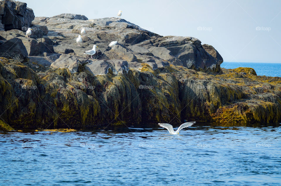 Sea gulls on island rocks in Maine, seaweed and blue ocean water.