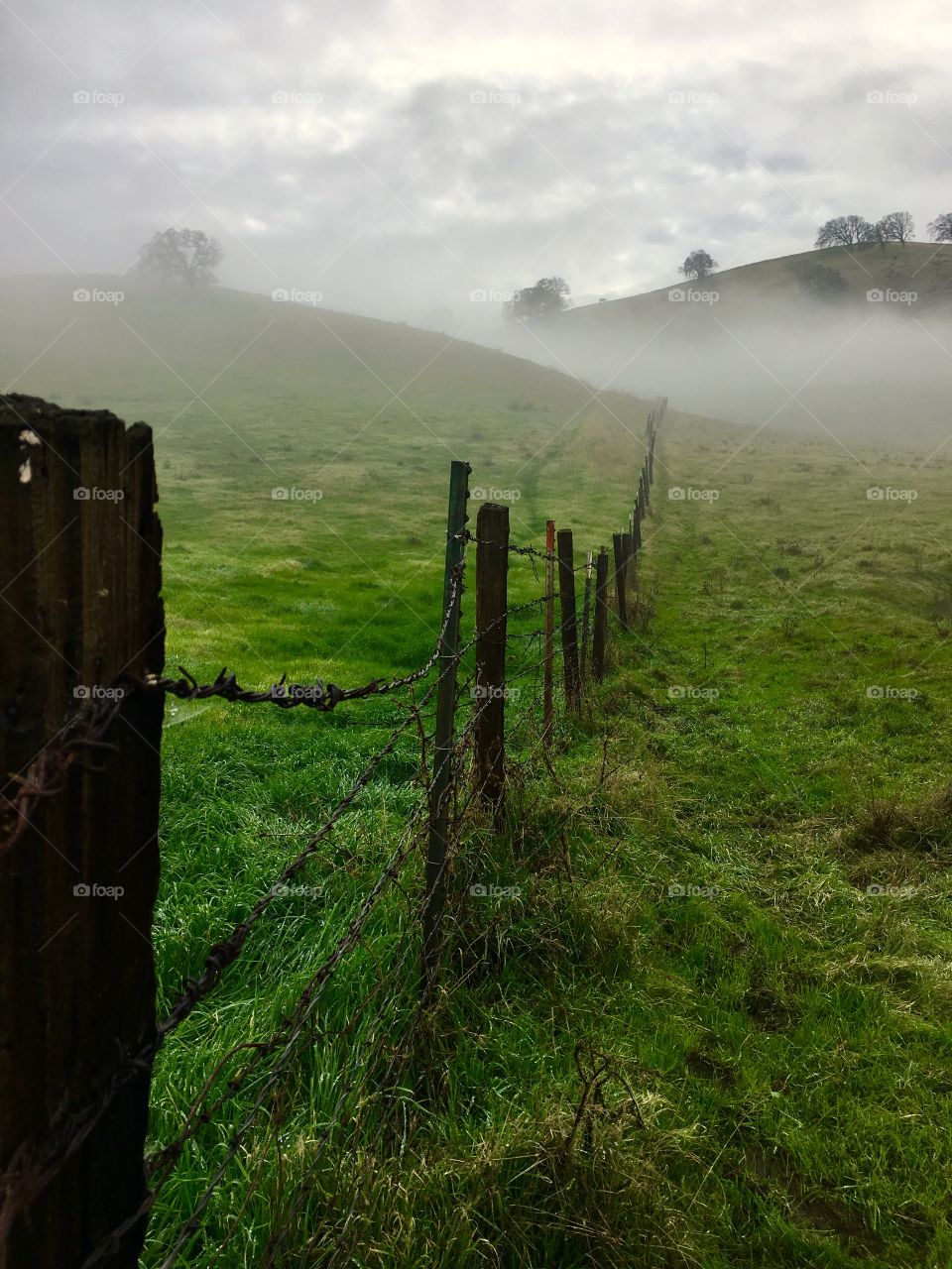 Foggy morning in the country. 