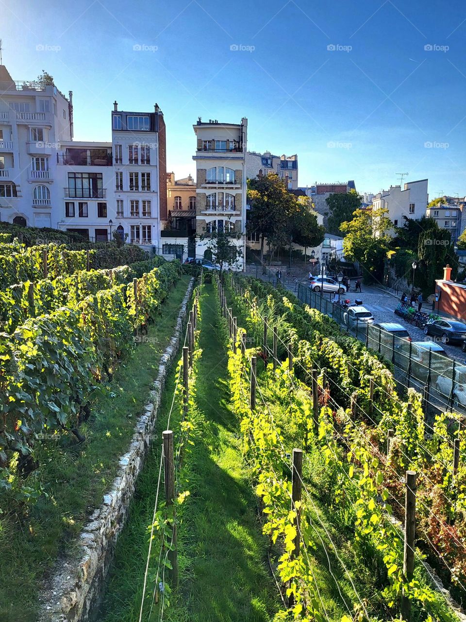 vignes de Montmartre