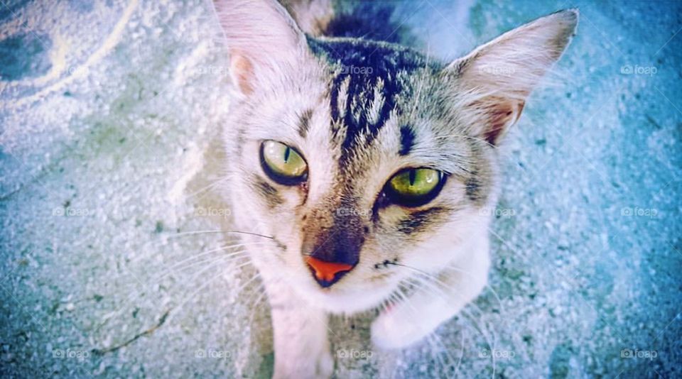 Cat Eyes ! 😍