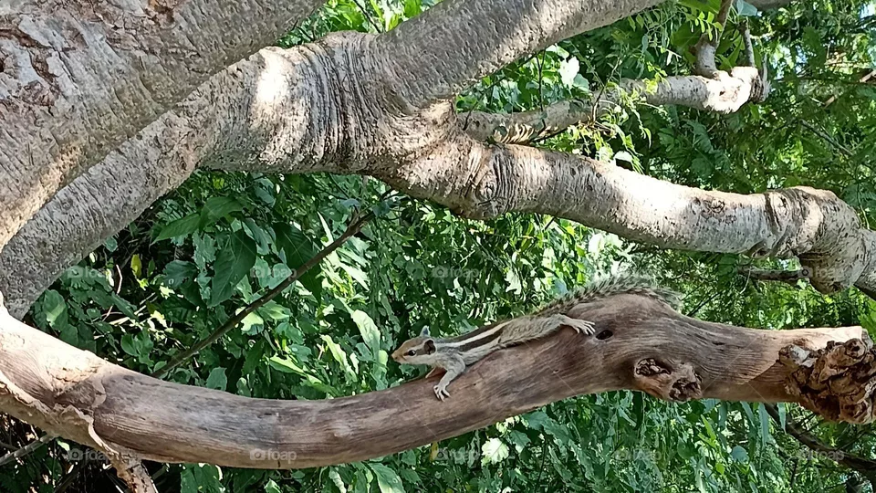 Squirrels