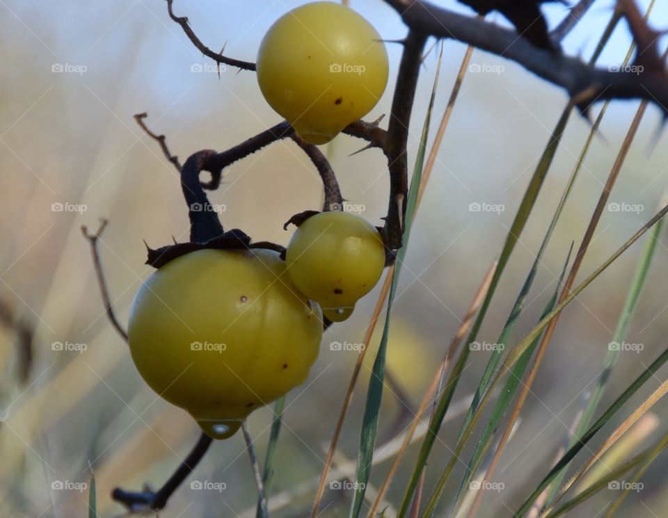 Wild tomato