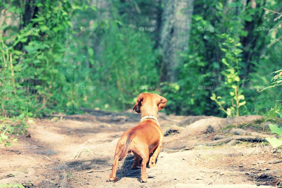 A Dachshund View. Exploring the world from a dachshund's view. 