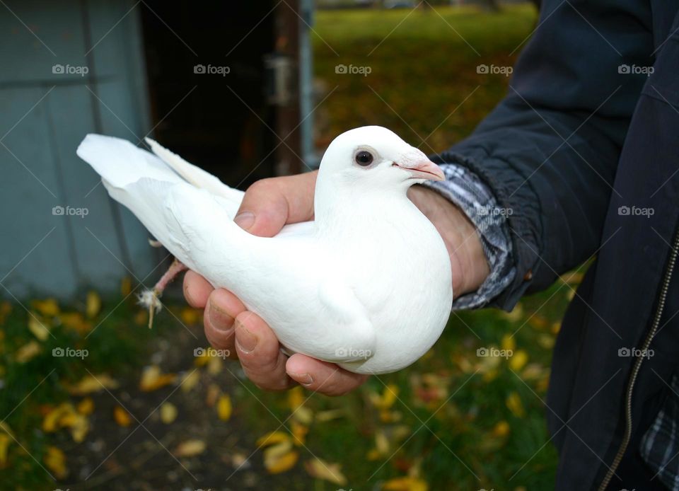 Bird, Outdoors, People, Nature, One