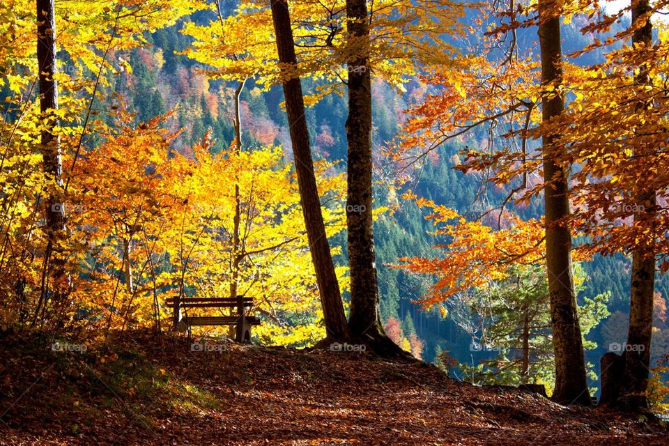 Bench in autumn 